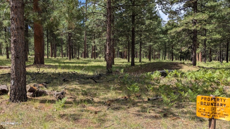 Forest1
