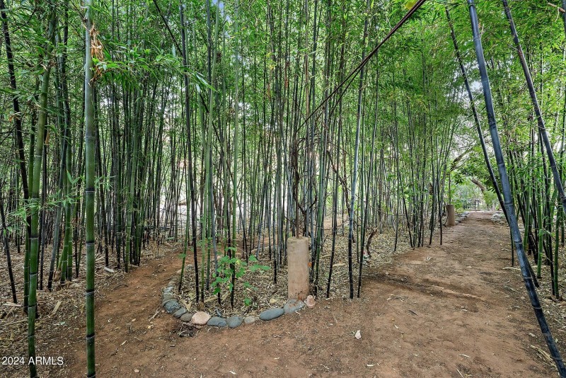 Black Bamboo