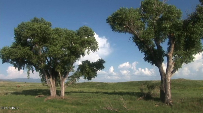 Cottonwoods in Lazy J2 South pasture