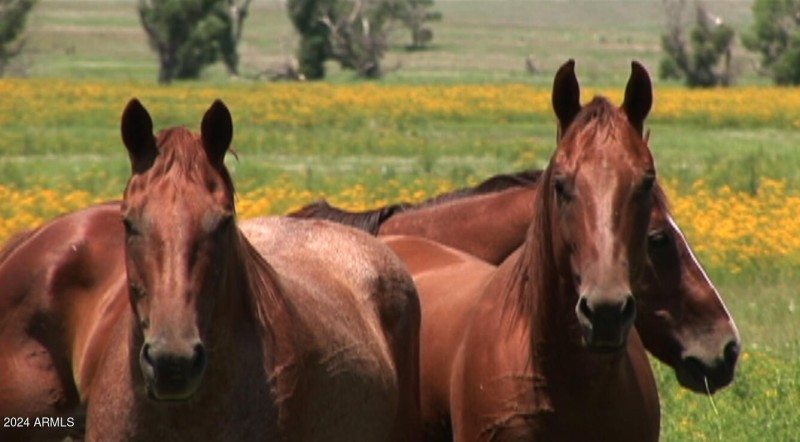 1 Horses Perro's JPEG