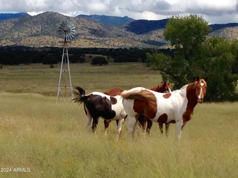 HORSES J2 South Pons Windmill