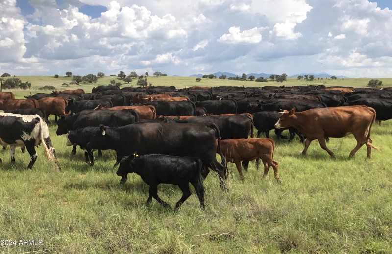 Cattle Herd MASTER