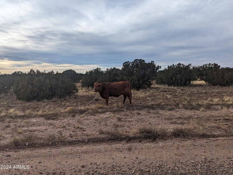 Open Range