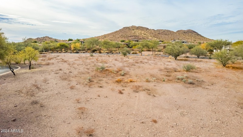 10 - Gambel Quail