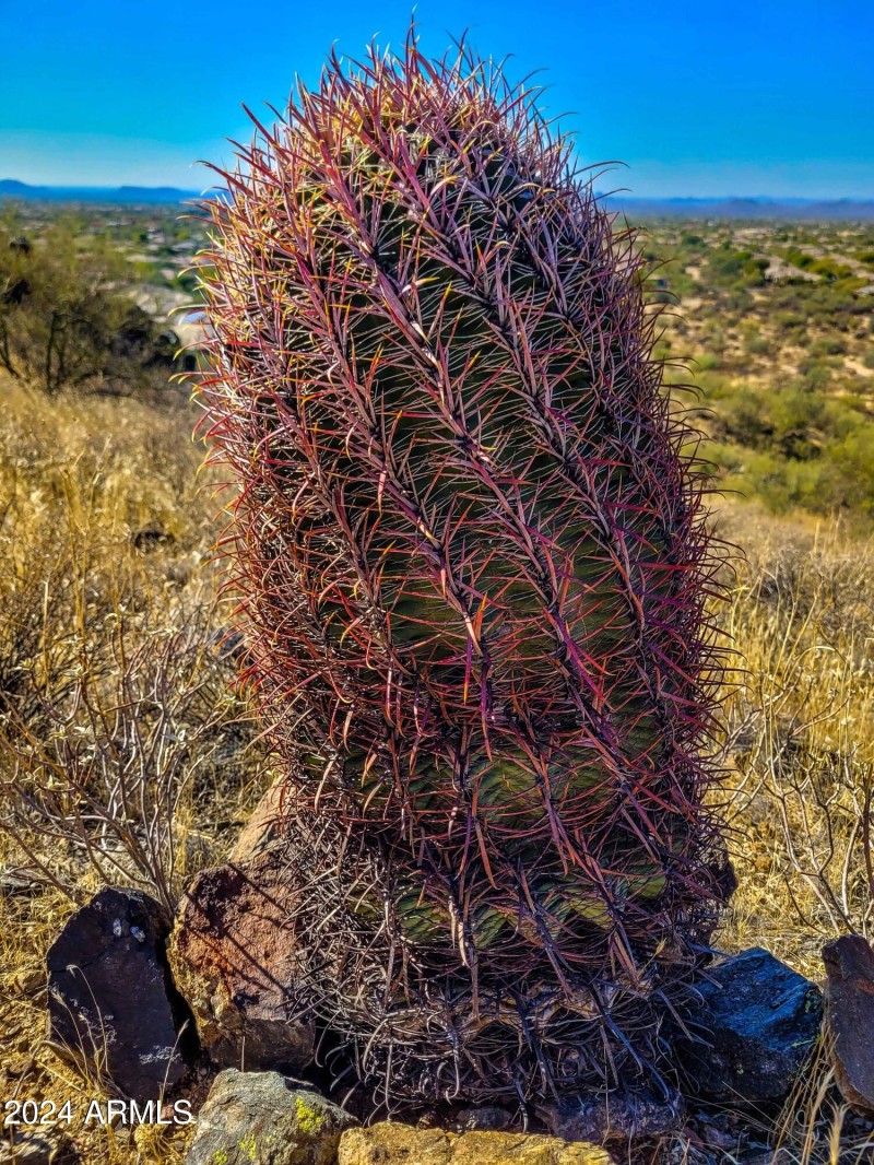 Preserved desert