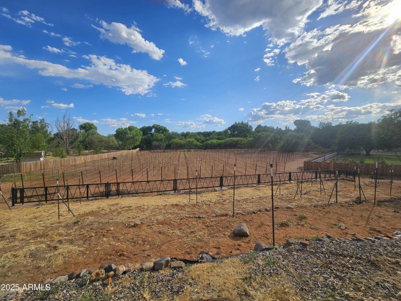 Vineyard