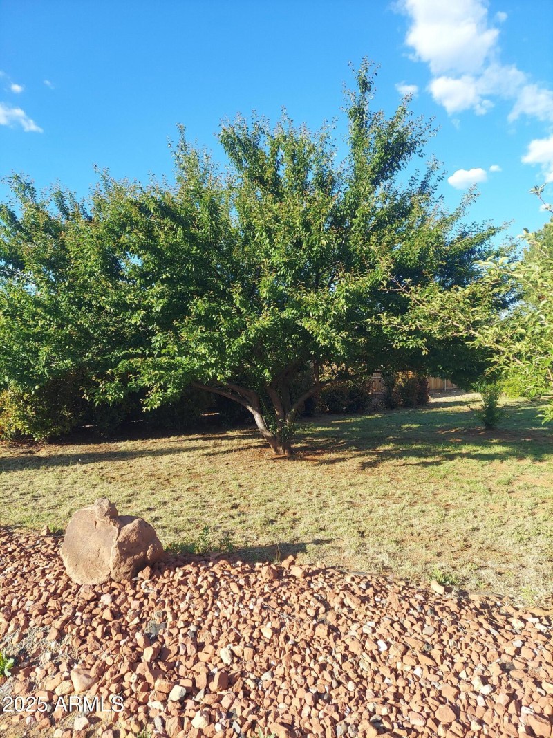 mature fruit trees