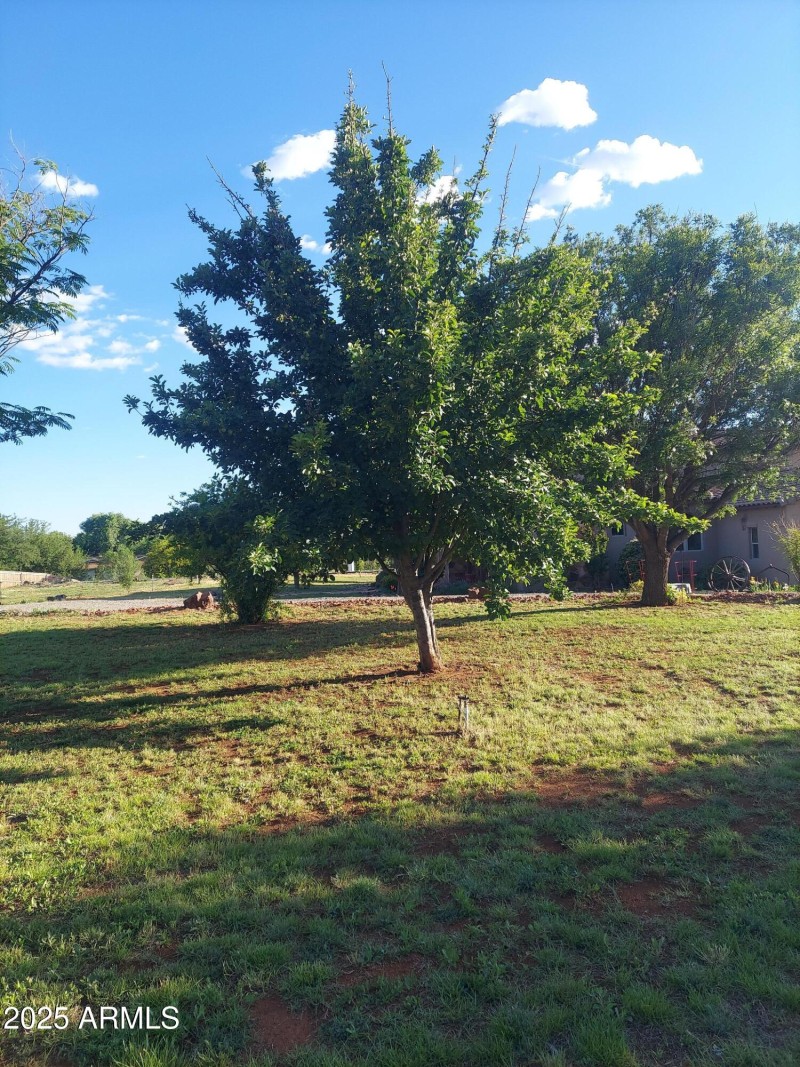 fruit trees