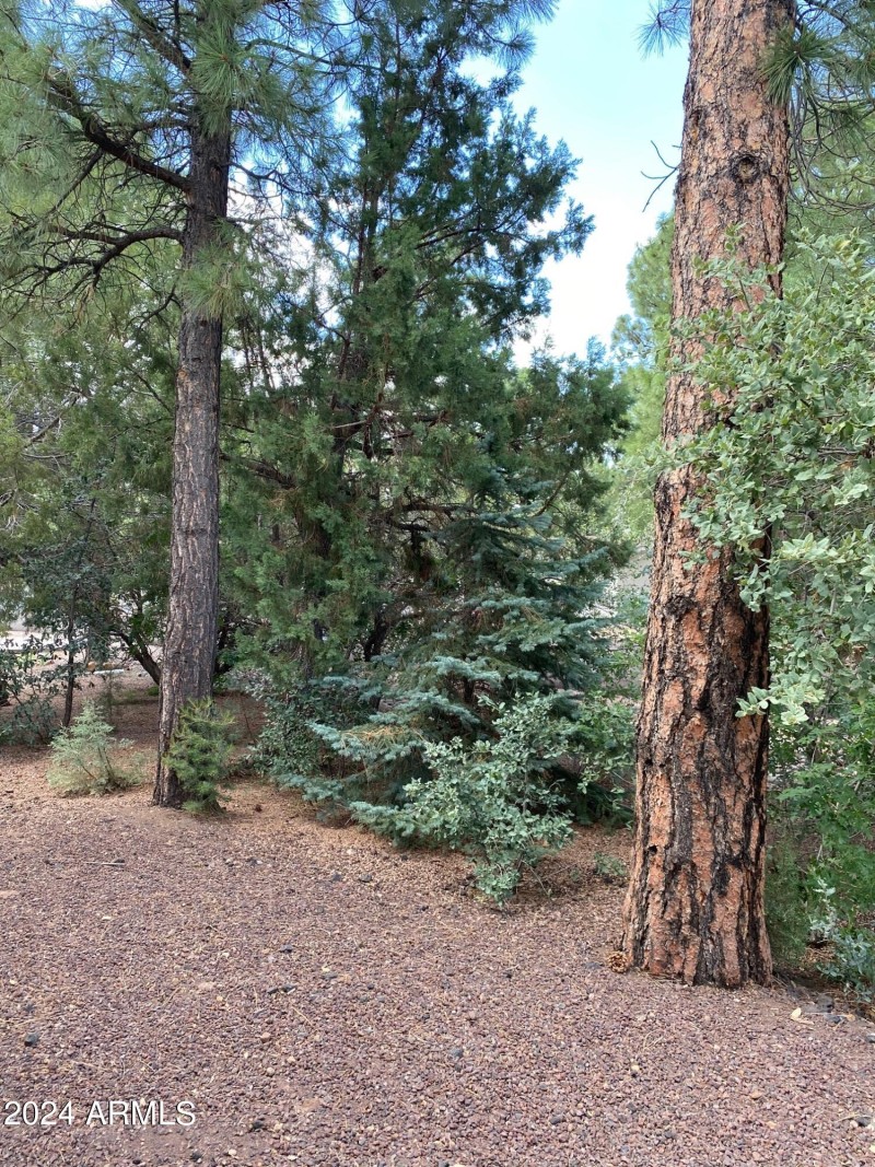 Nice wooded lot
