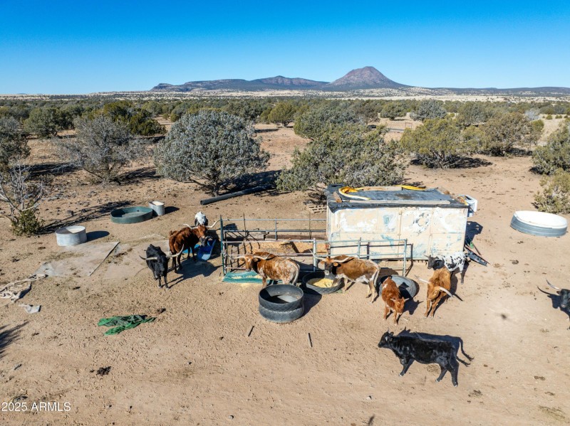 Long Horn Cattle