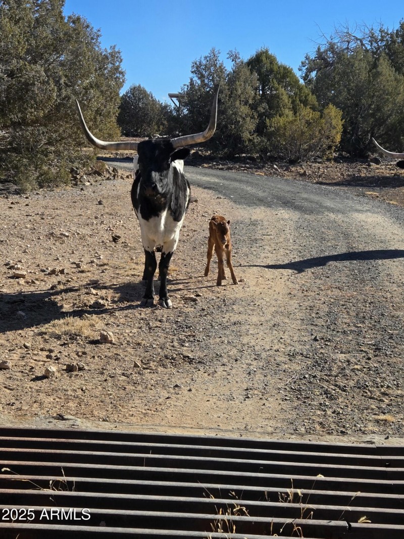 Long Horn cattle