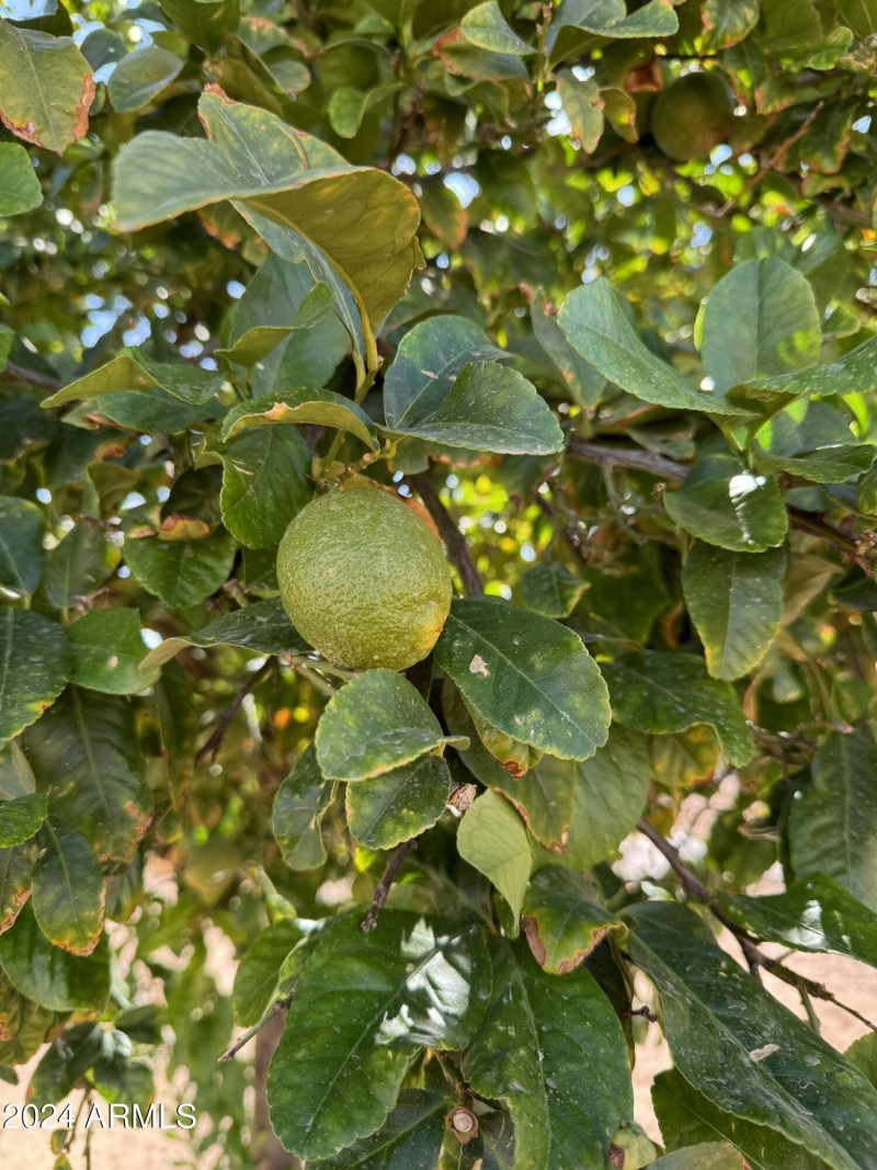 Lemons