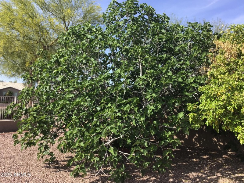 Afigtree/backyard