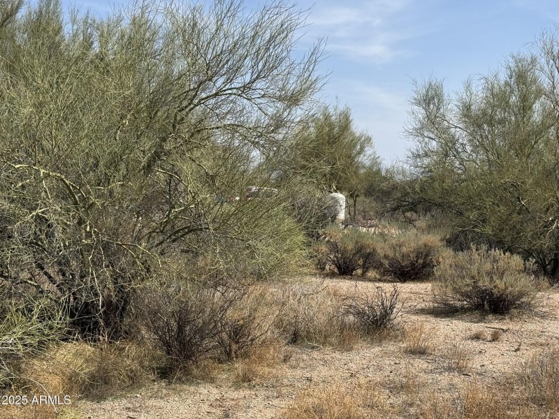 Mature Vegetation!