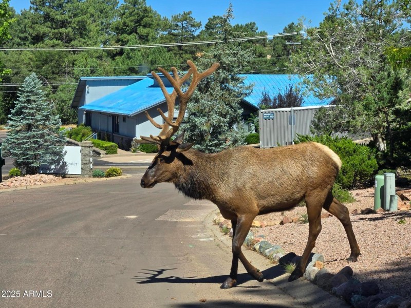 Local wildlife