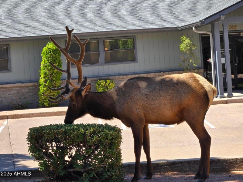 More wildlife