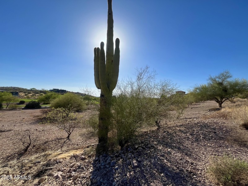 Petroglyph 57