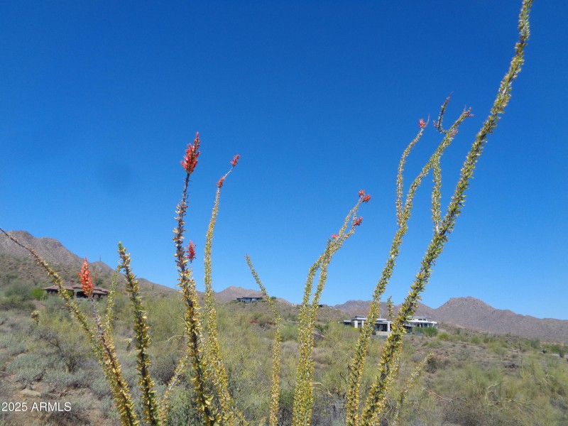 Ocotillo in bloom
