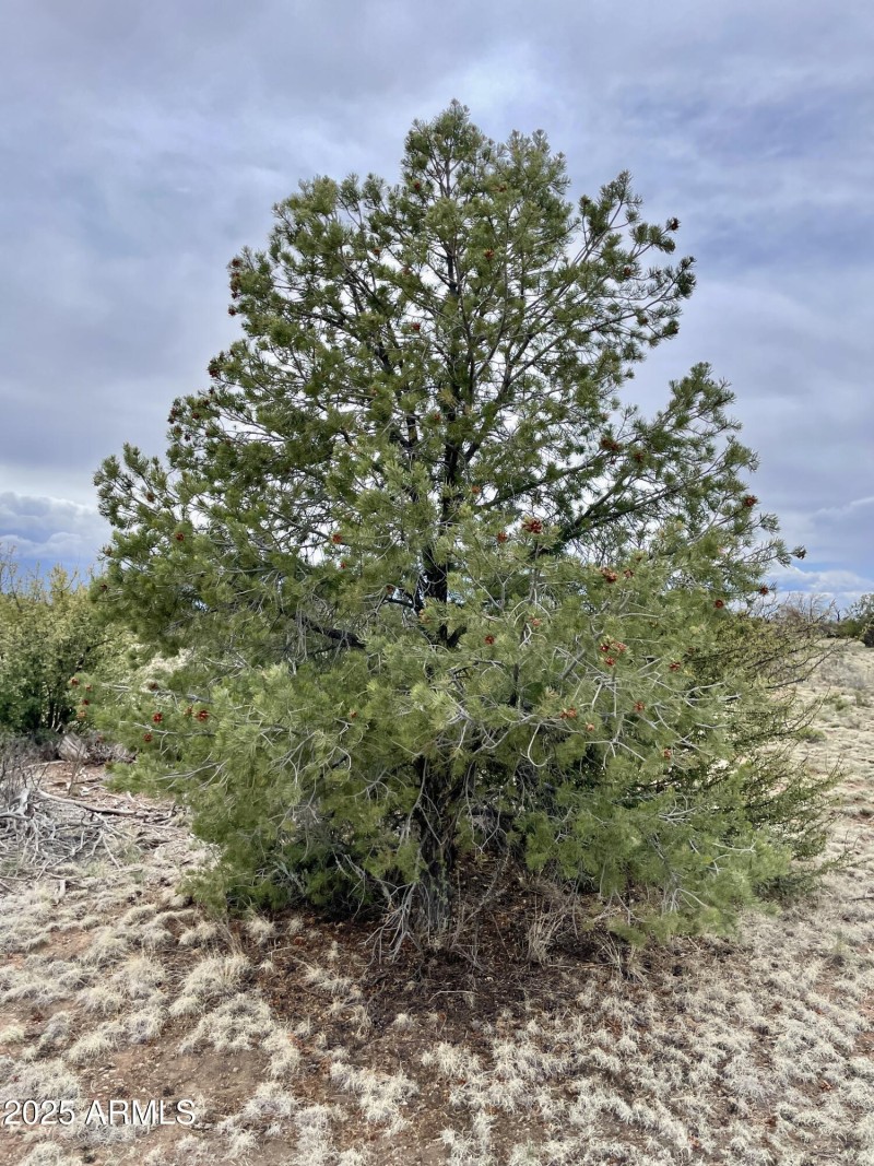 3998RedButte 25