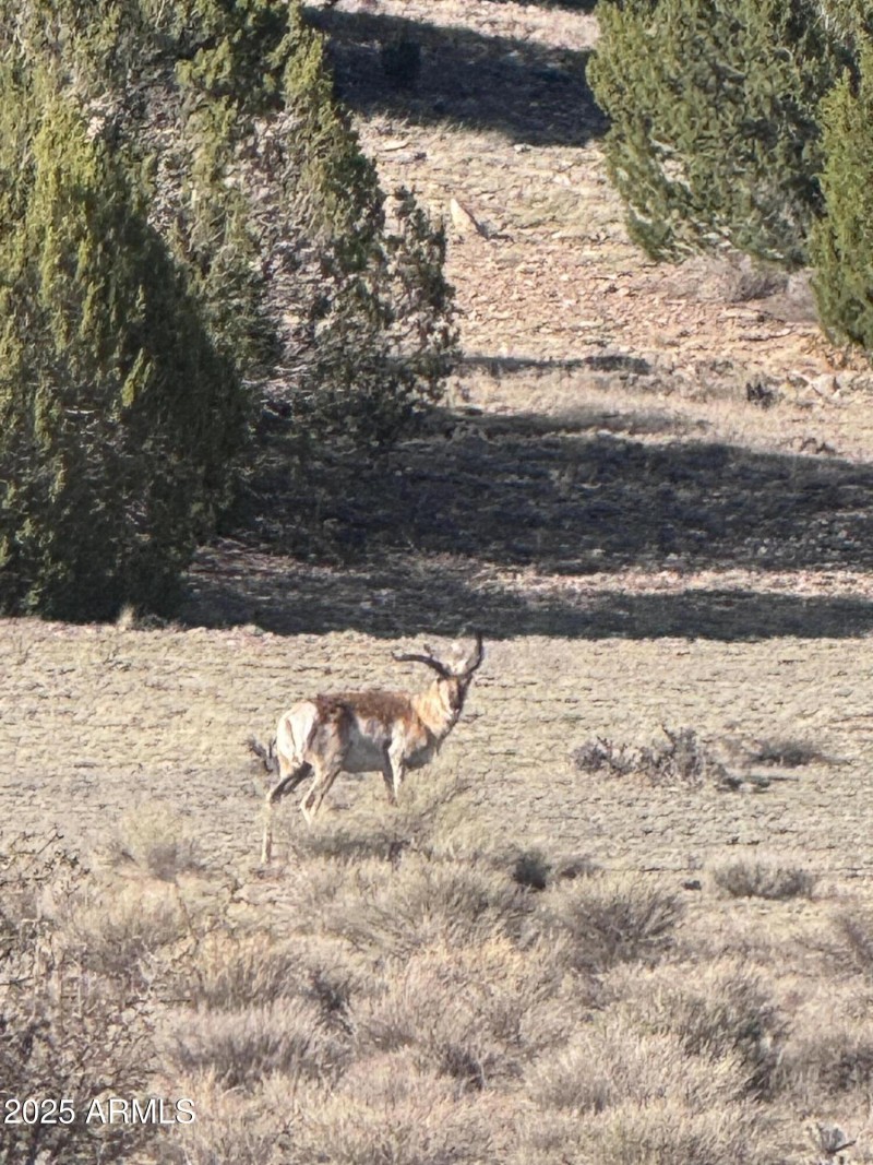 WILD-LIFE