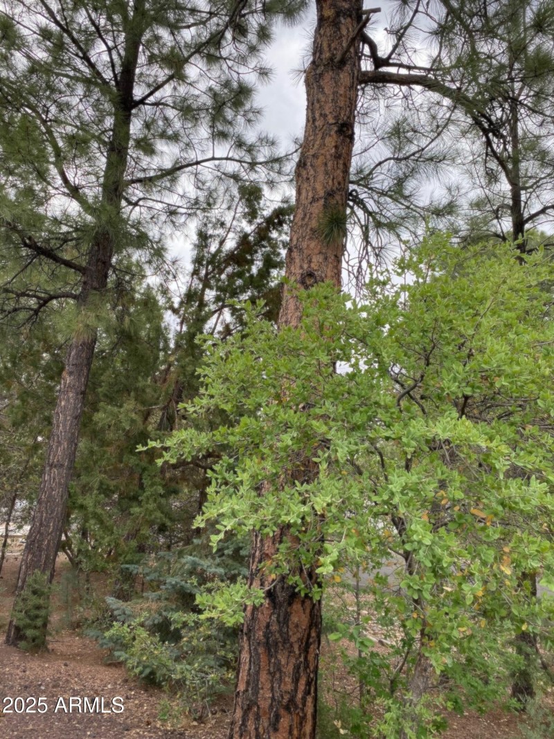 Nice mature wooded lot