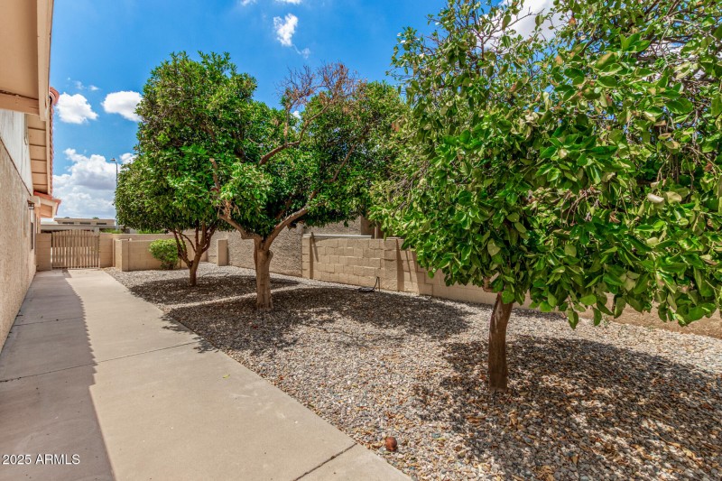 Citrus trees