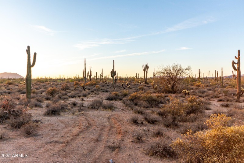 Mature Saguaros