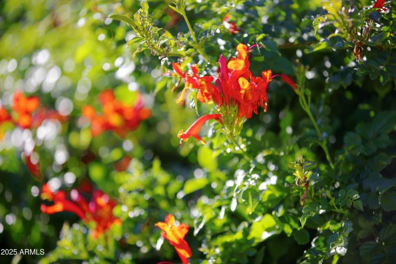 Beautiful vegetation