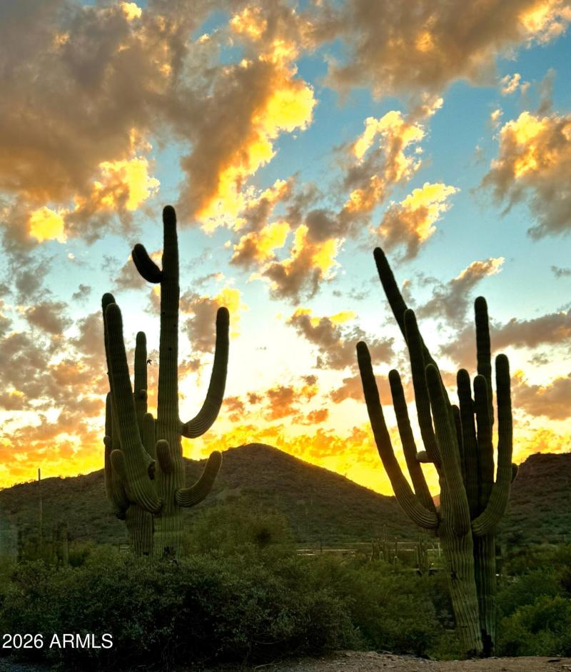 Saguaro Sunset