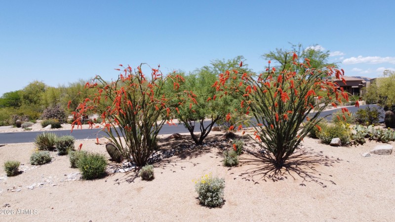 Ocotillos in bloom