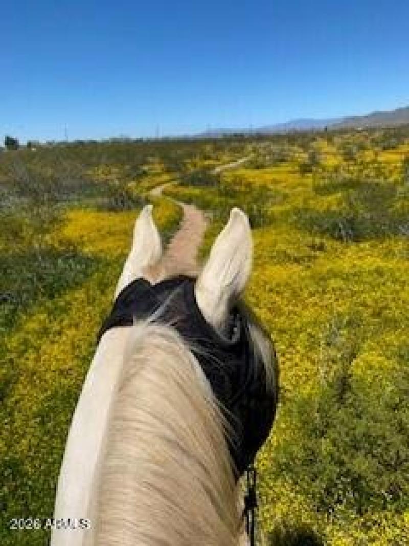 Spring in Desert Hills