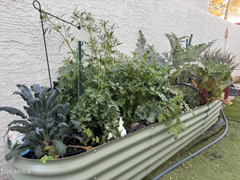 Home organic vegetable garden