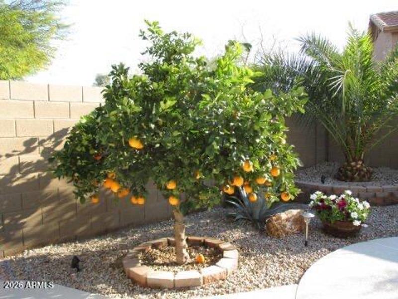 Fruit trees