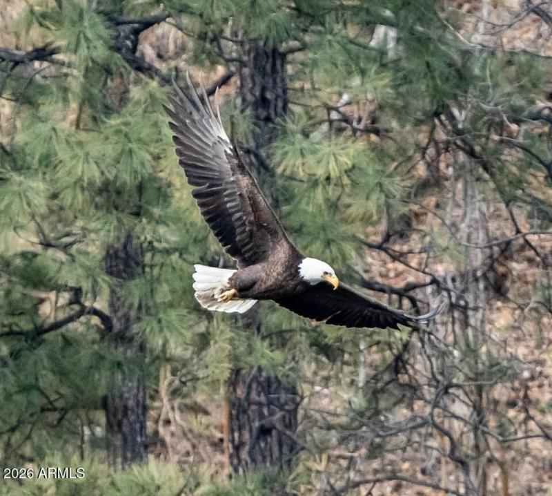 Eagle - Natual wildlife