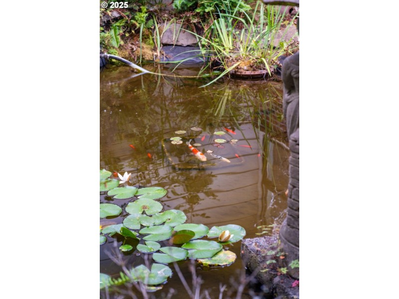 Pond
