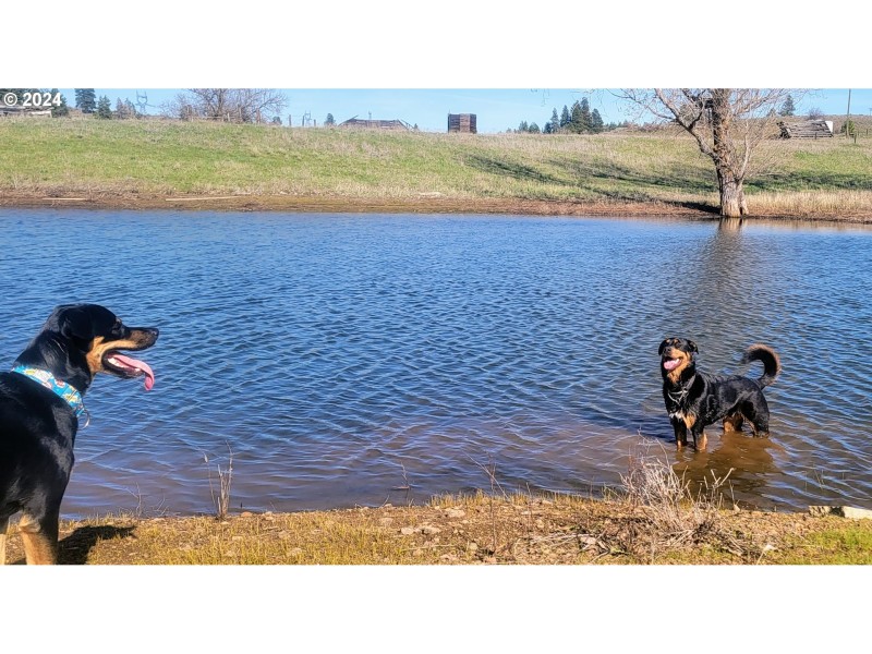 Pond