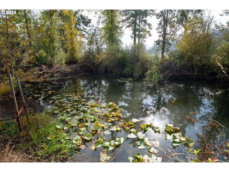 Pond